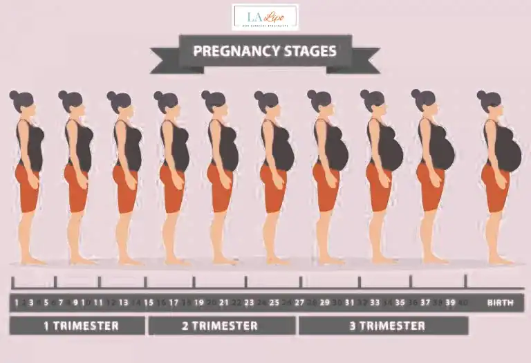 First Trimester (Weeks 1–12): Early Changes You Might Not Notice Huntingdon